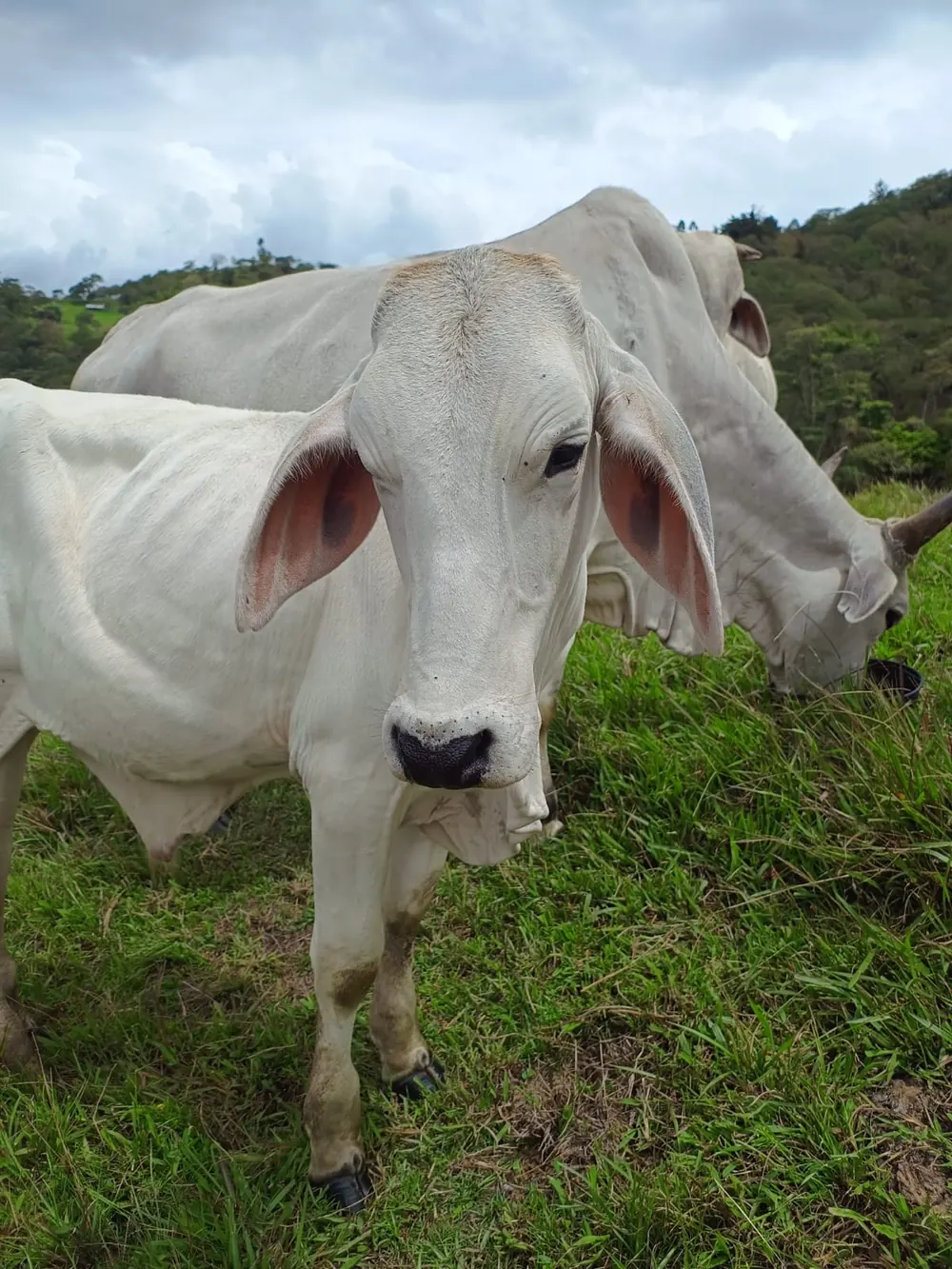 Ganado cebú Brahman blanco pastando, imagen ilustrativa de la raza