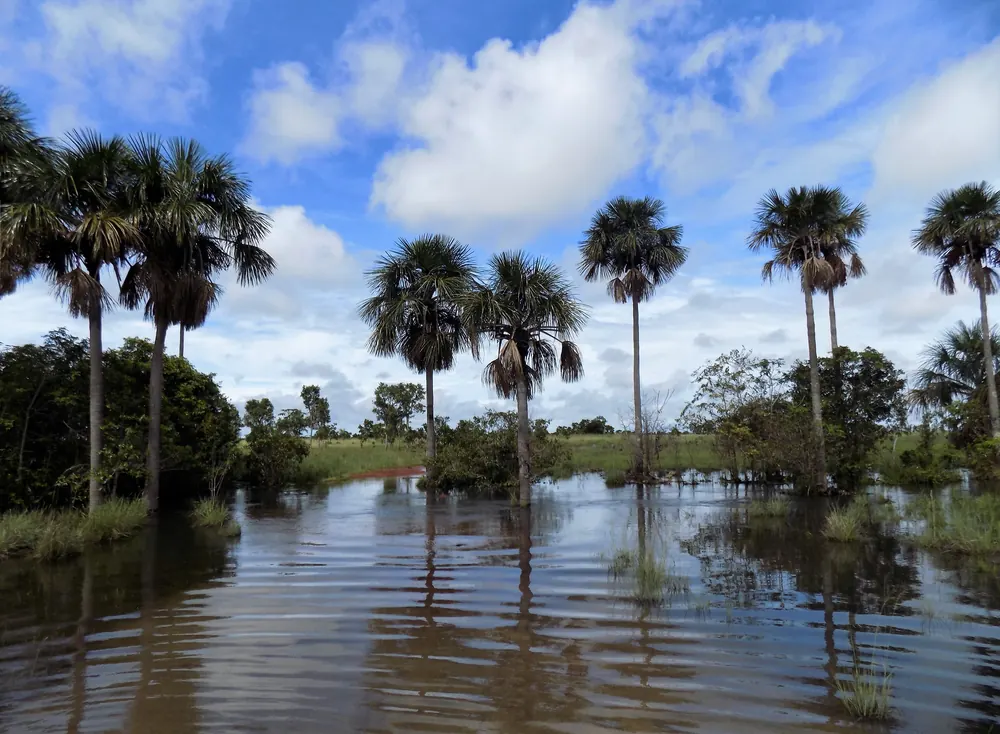 Morichal y sabana inundable de la Orinoquía colombiana en temporada de aguas