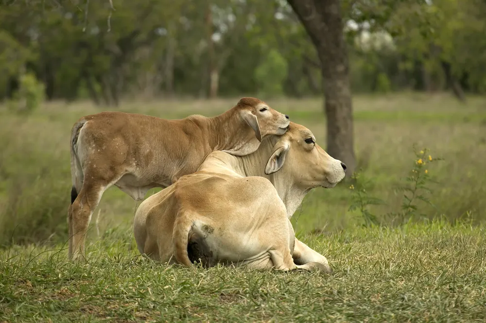 Vaca Brahman con su cría en potrero, imagen ilustrativa de ganado de cría